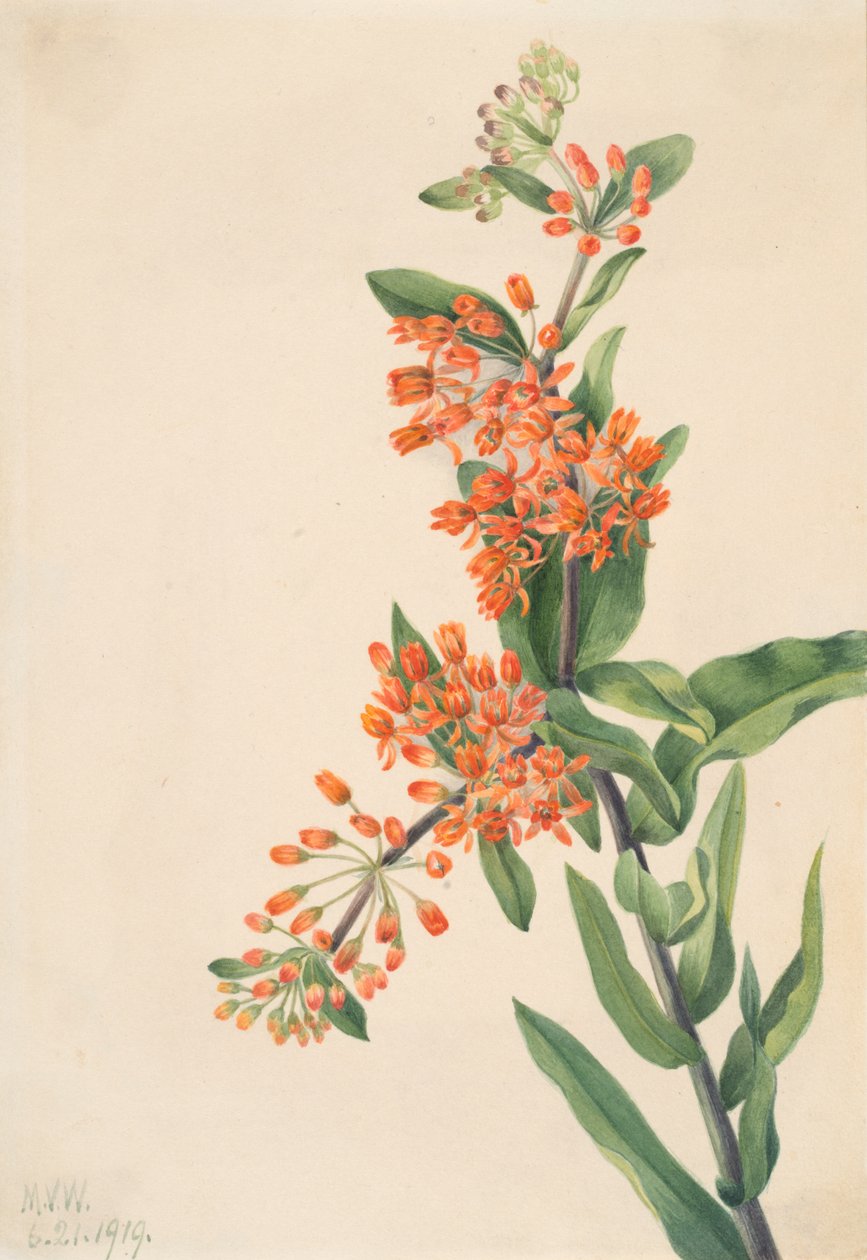 Asclepiade Tuberosa da Mary Vaux Walcott