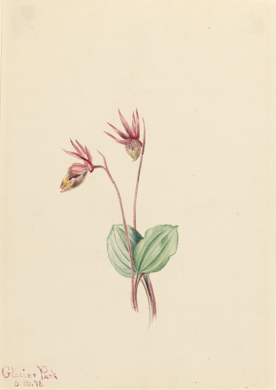 Calypso Cytherea bulbosa, 1916 da Mary Vaux Walcott