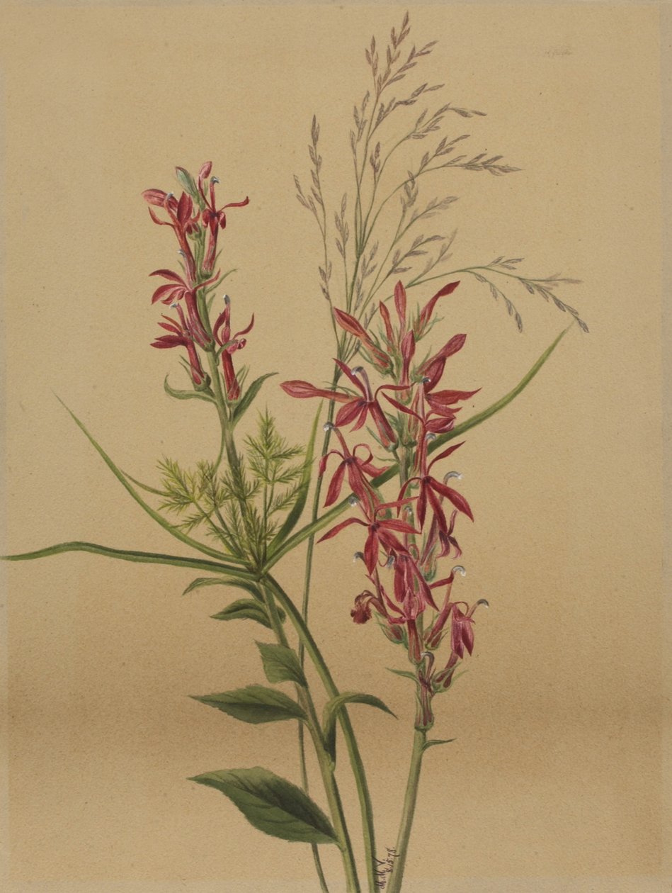 Fiore cardinale (Lobelia cardinalis) da Mary Vaux Walcott