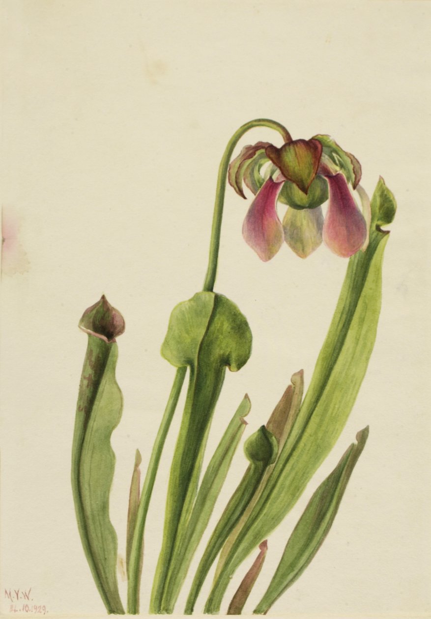 Sarracenia di Catesby da Mary Vaux Walcott