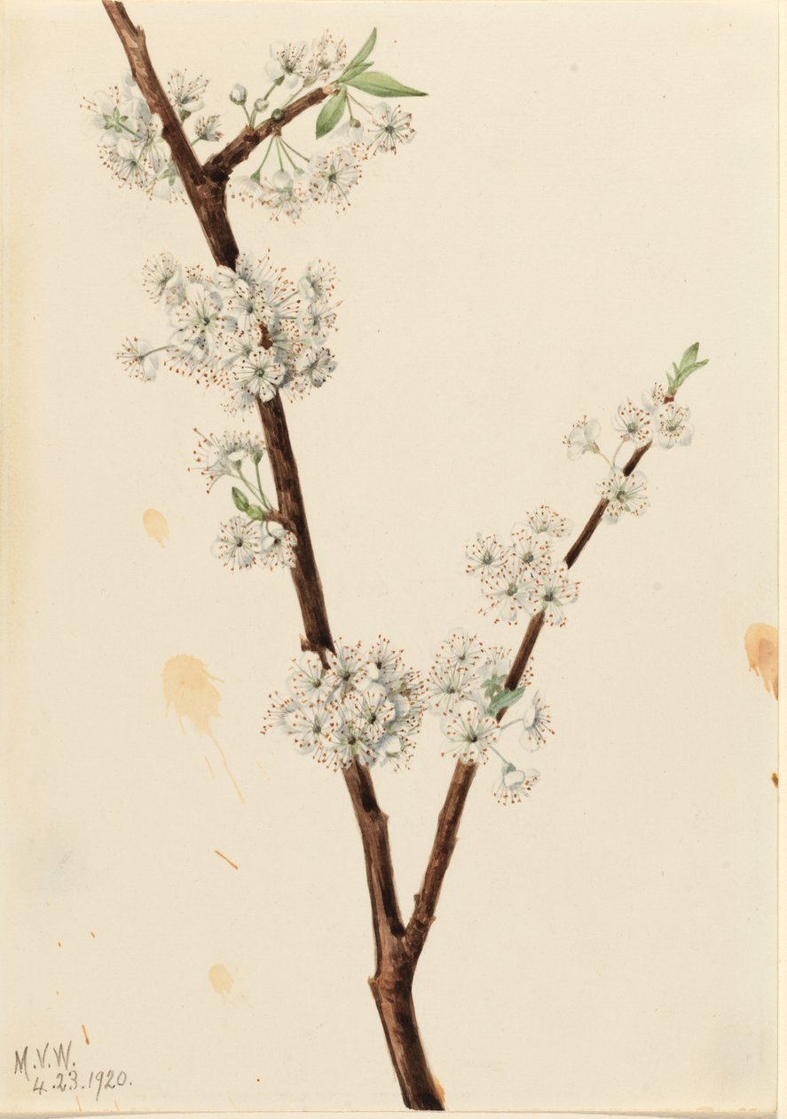 Prugna di Chickasaw (Prunus angustifolia) da Mary Vaux Walcott