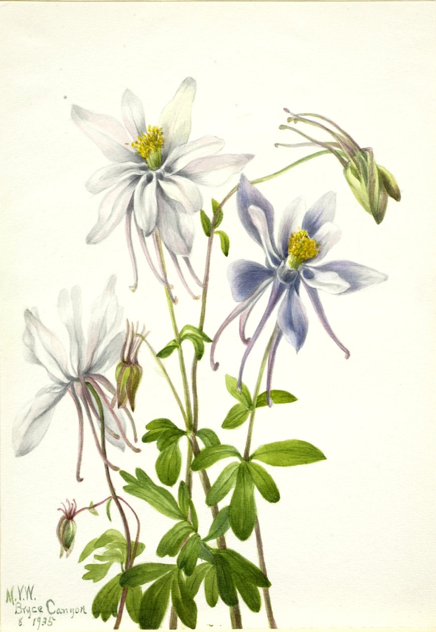 Columbine (Aquilegia ecalcarata) da Mary Vaux Walcott