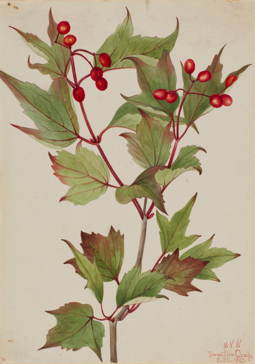 Mirtillo rosso (Viburnum pauciflorum) da Mary Vaux Walcott