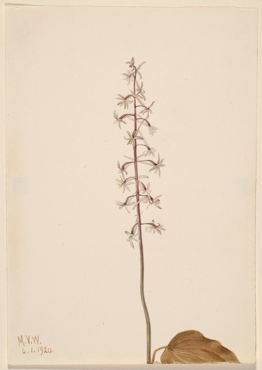 Orchidea della gru (Tipularia uniflora) da Mary Vaux Walcott