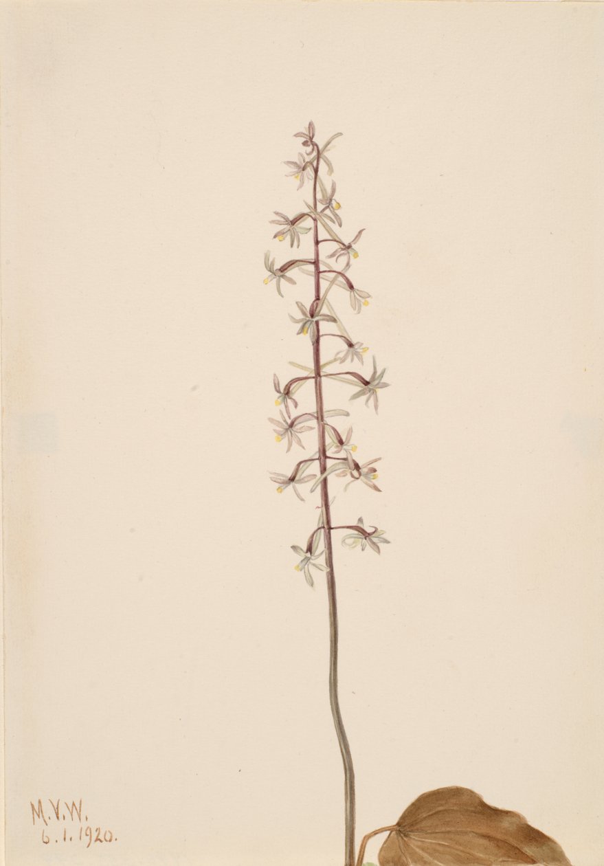 Orchidea Tipularia uniflora da Mary Vaux Walcott