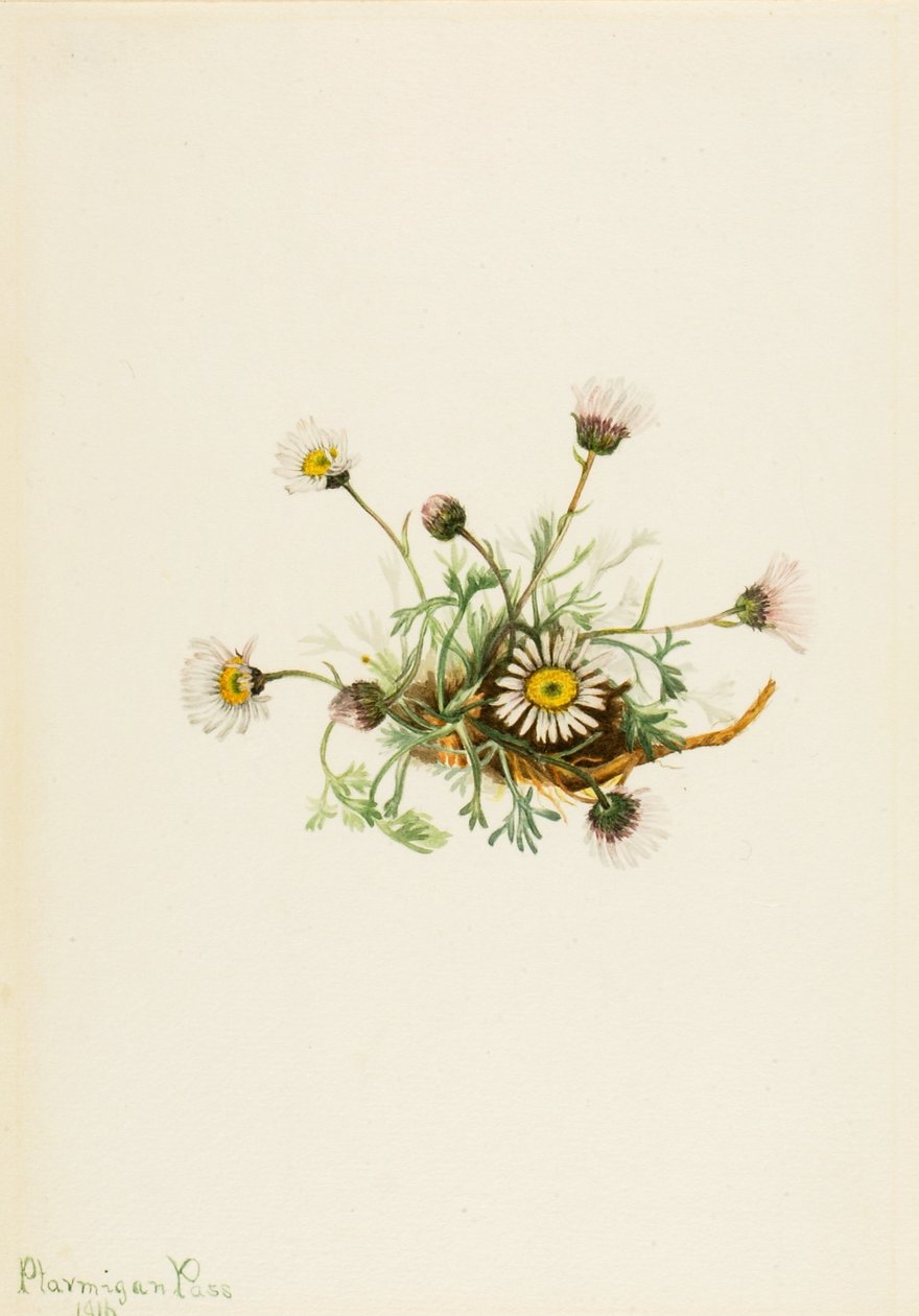 Erigeron compositus (Erigeron compositus) da Mary Vaux Walcott