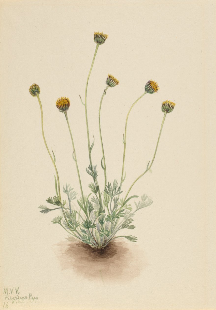 Flebo a foglie tagliate (Erigeron compositus nudus) da Mary Vaux Walcott