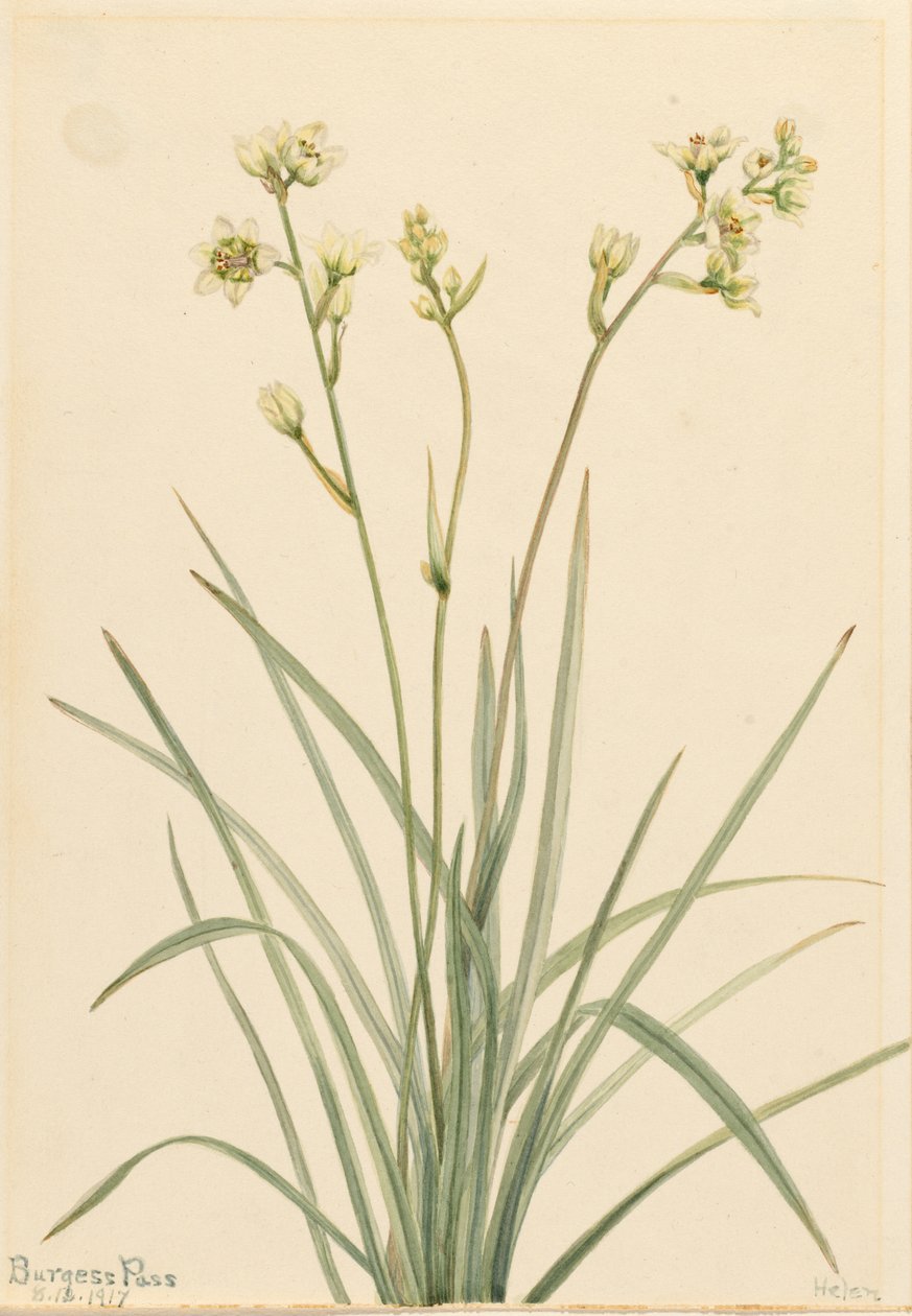 Mortemortem (Zygadenus elegans) da Mary Vaux Walcott