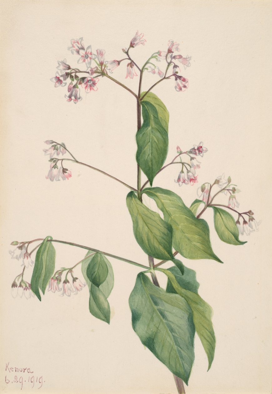 Apocino androsaemifolium, 1919 da Mary Vaux Walcott
