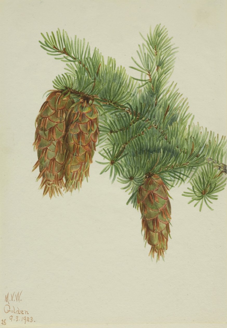 Abete di Douglas (Pseudotsuga mucronata) da Mary Vaux Walcott