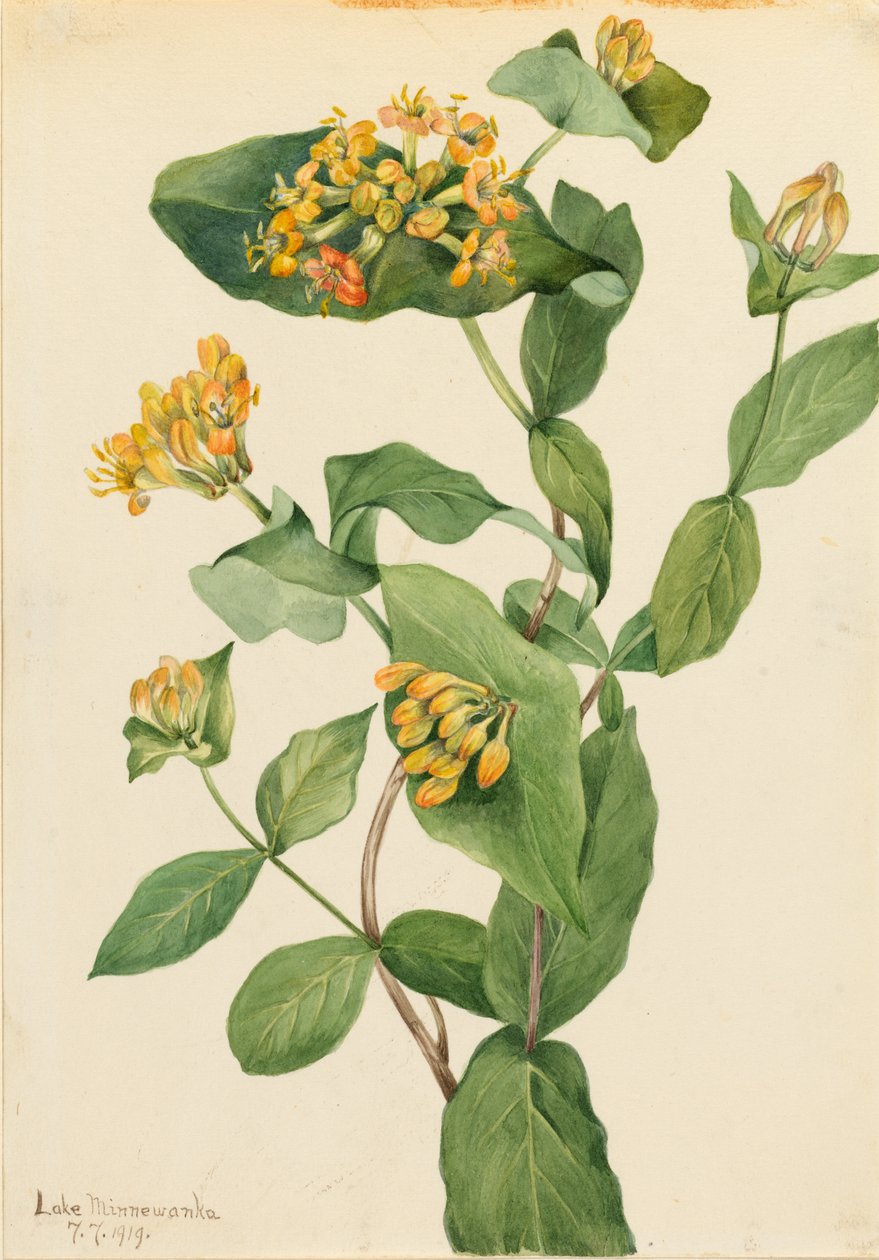 Caprifoglio di Douglas (Lonicera glaucescens) da Mary Vaux Walcott