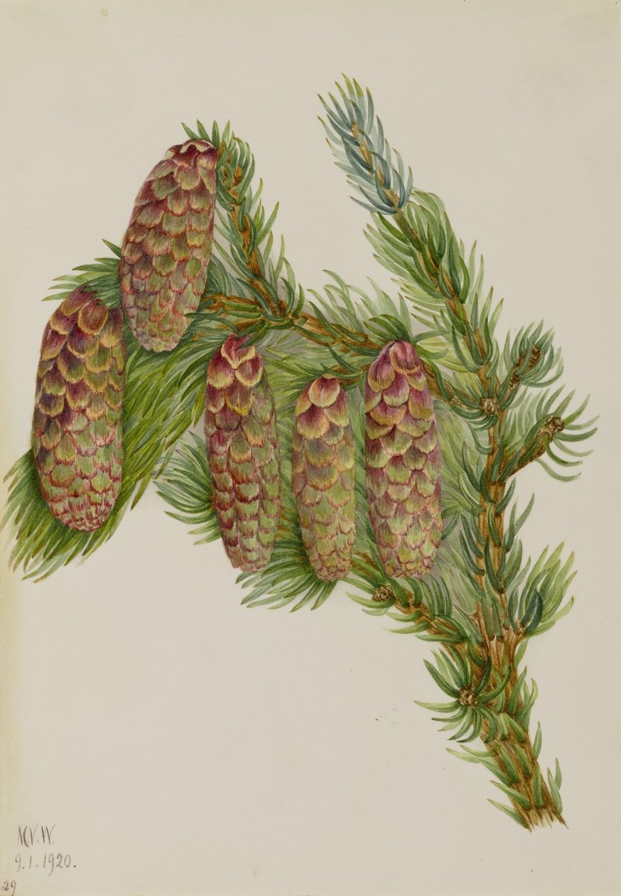 Abete Engelmann (Picea engelmanni) da Mary Vaux Walcott
