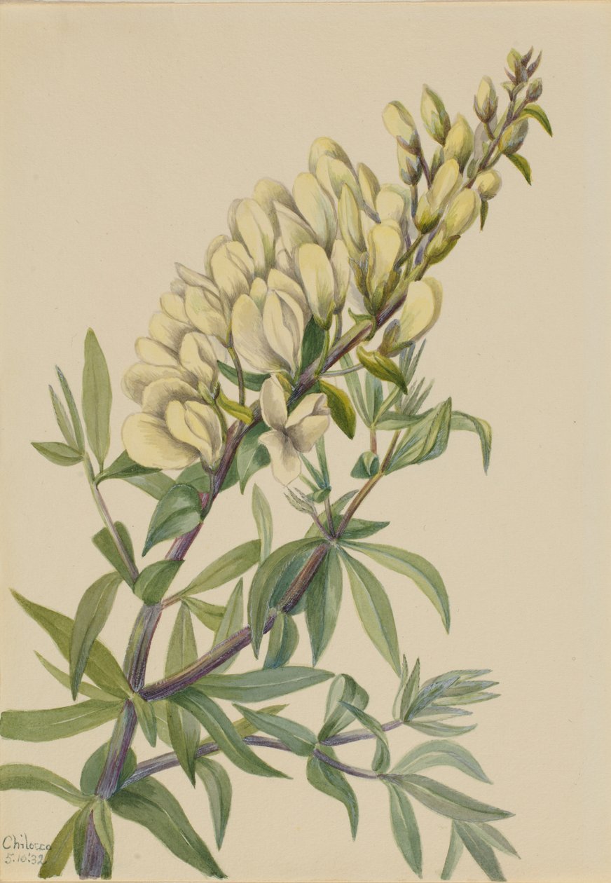 Falso indaco (Baptista bructeata) da Mary Vaux Walcott