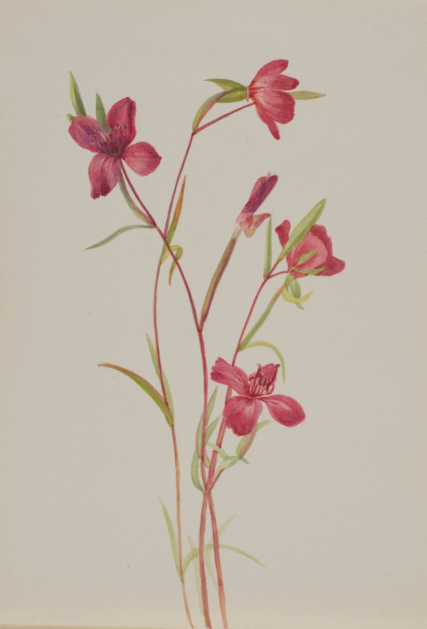 Addio alla primavera (Godetia amoena lilja) da Mary Vaux Walcott