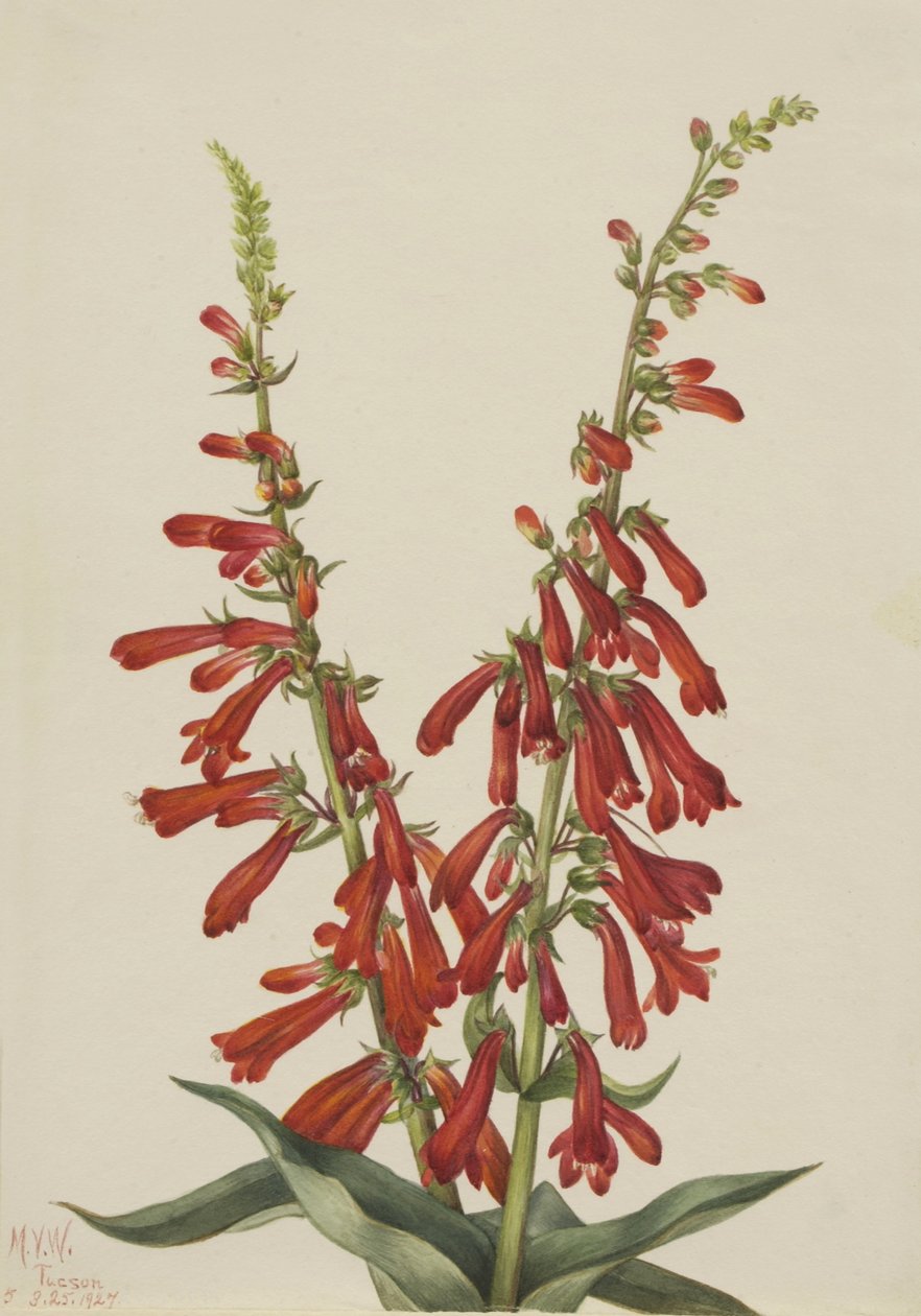 Pentstemon di fuoco (Pentstemon eatonii) da Mary Vaux Walcott