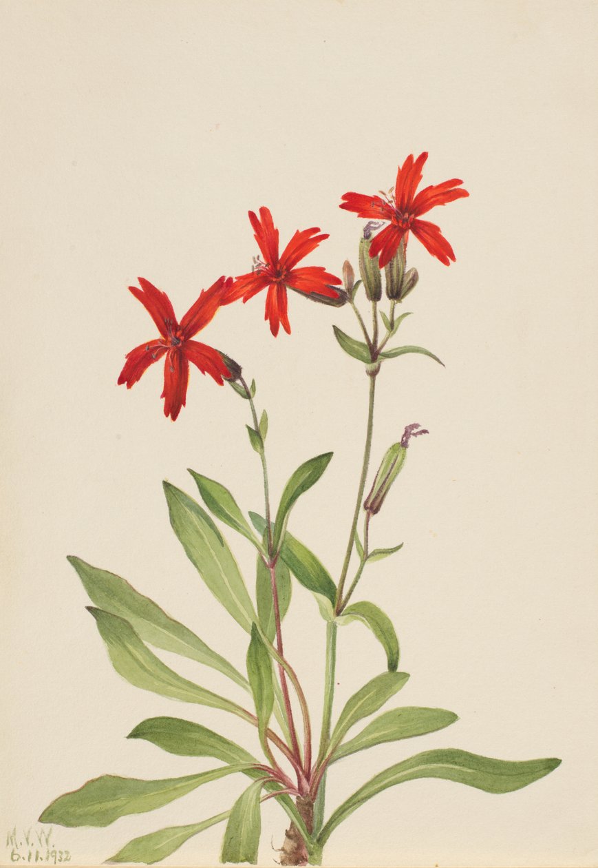 Fire Pink (Silene virginica) da Mary Vaux Walcott