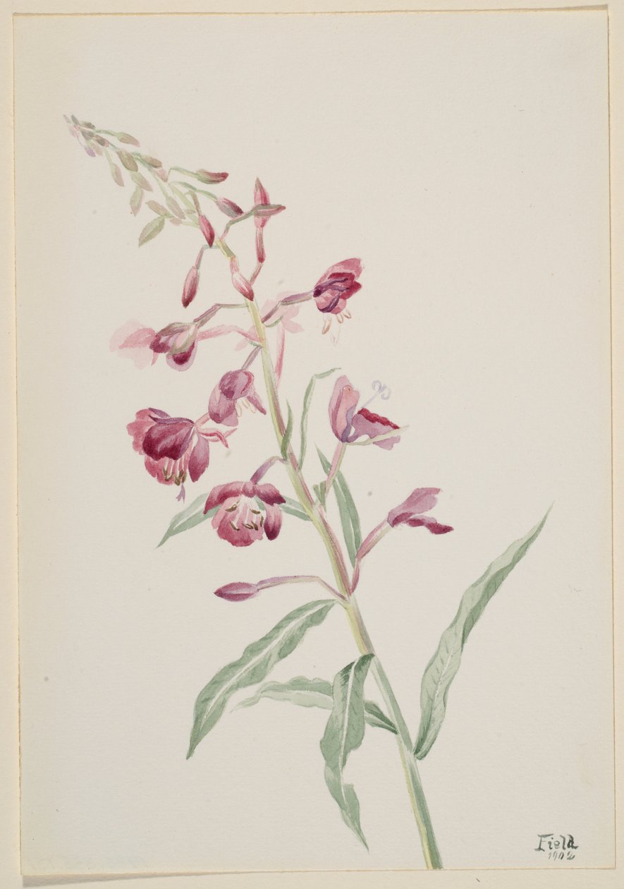 Alga di fuoco (Epilobium angustifolium) da Mary Vaux Walcott