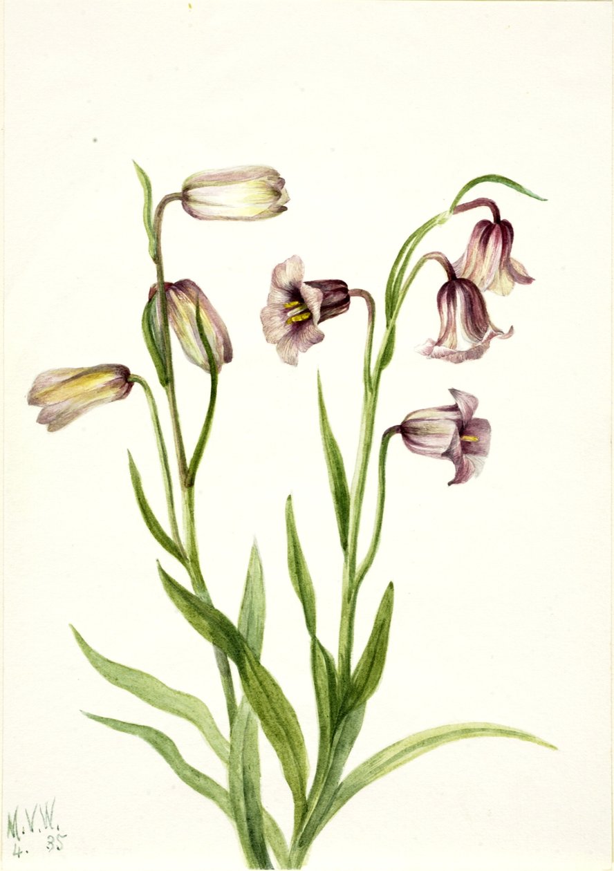 Fritillaria (Fritillaria biflora) da Mary Vaux Walcott