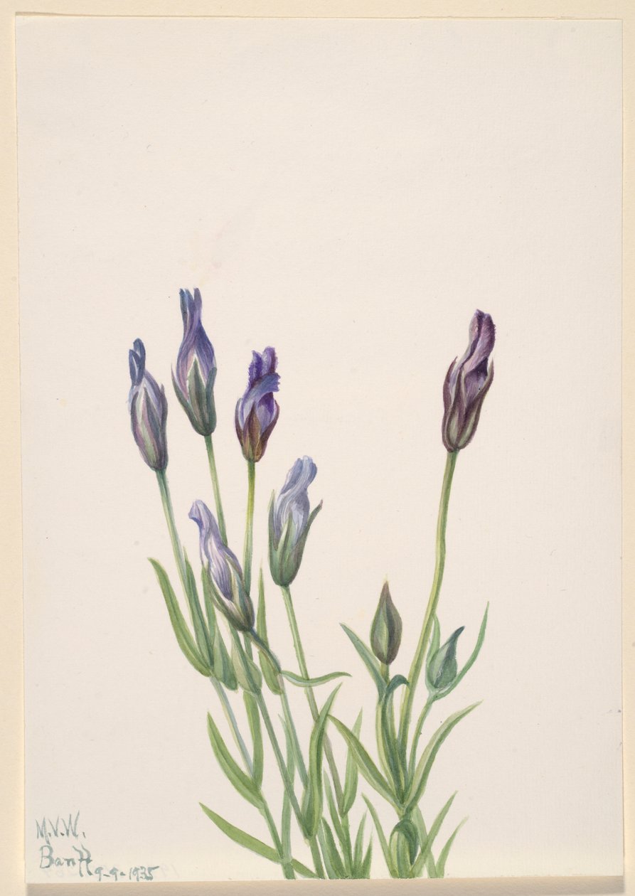 Genziana (Gentiana macounii) da Mary Vaux Walcott