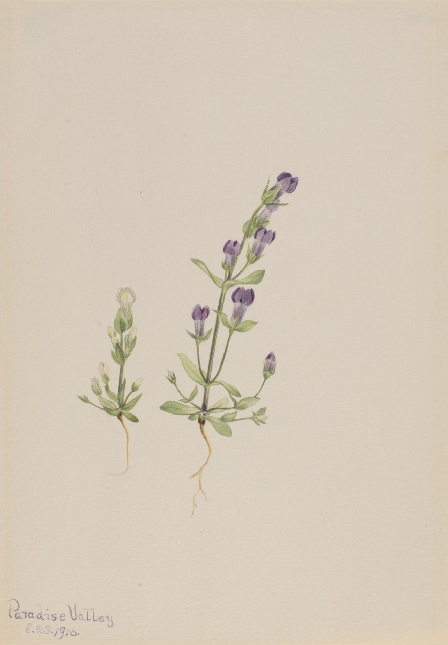 Gentiana propingua da Mary Vaux Walcott