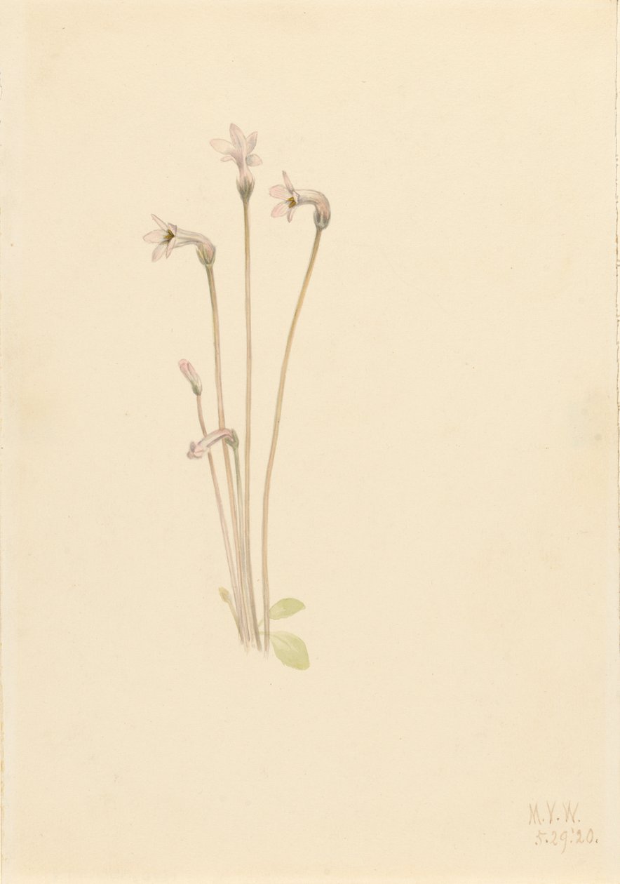 Pianta Fantasma Thalesia uniflora da Mary Vaux Walcott