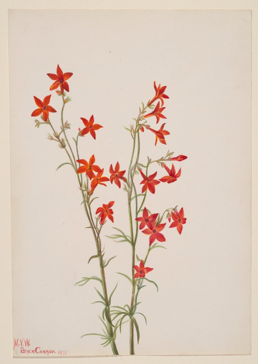 Gilia arizonica da Mary Vaux Walcott