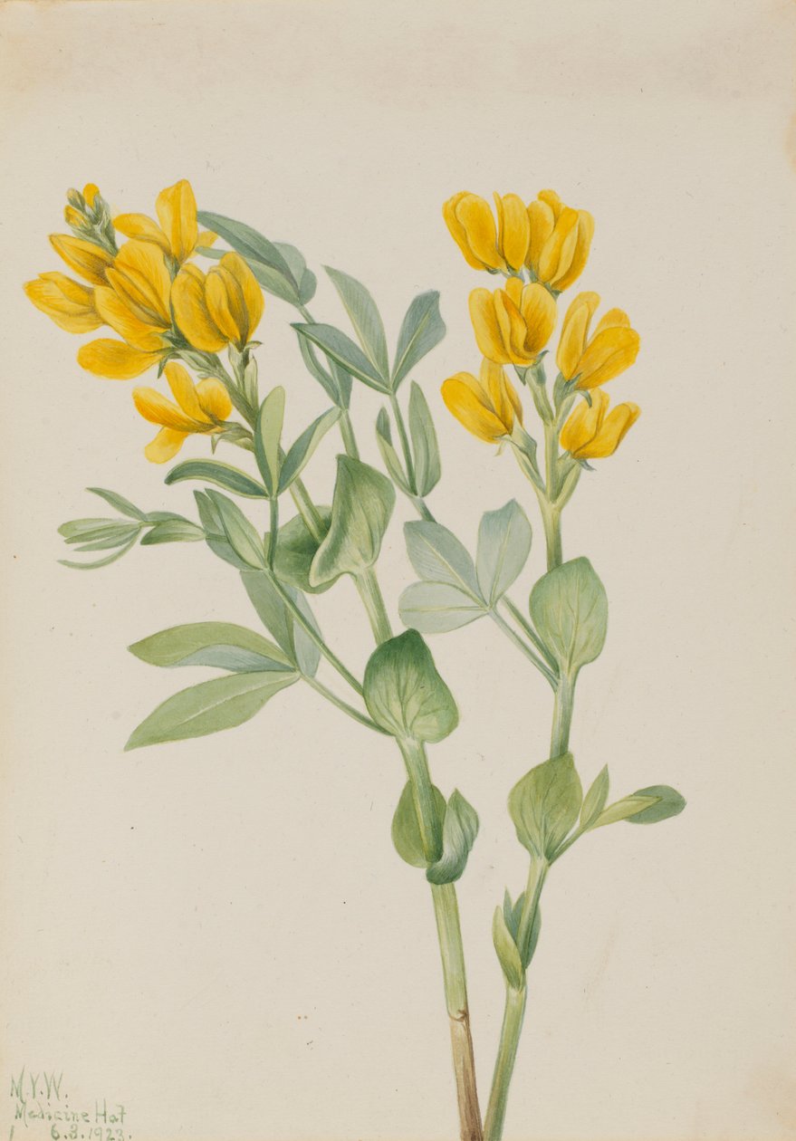 Goldenpea (Thermopsis rhombifolia) da Mary Vaux Walcott