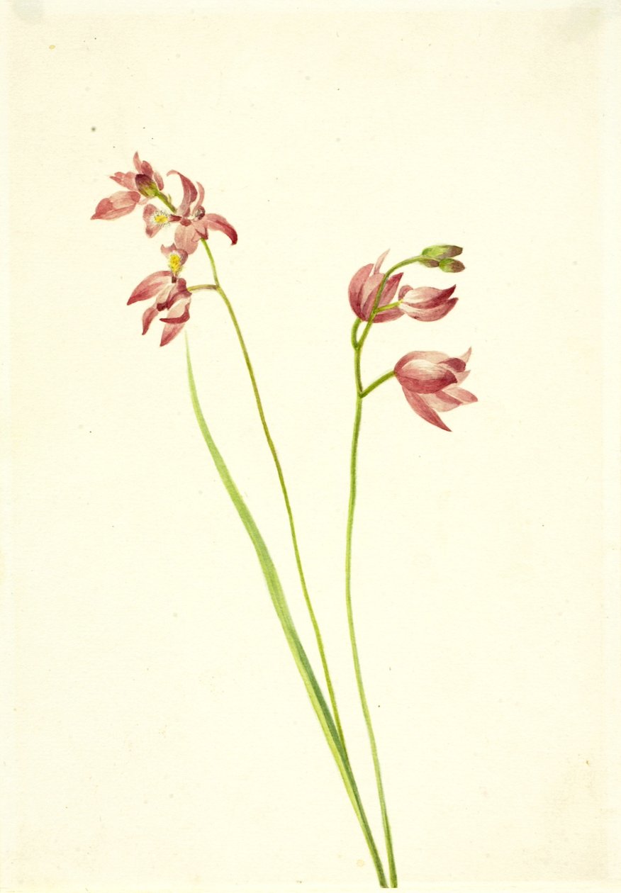 Orchidea Limodorum tuberosum, s.d. da Mary Vaux Walcott