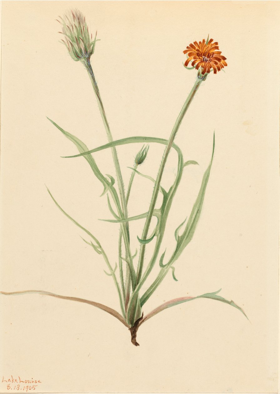 Agoseris graminifolia, 1905 da Mary Vaux Walcott