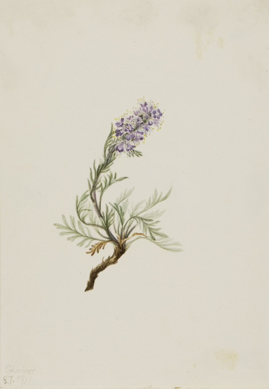 Phacelia grigia (Phacelia sericea) da Mary Vaux Walcott