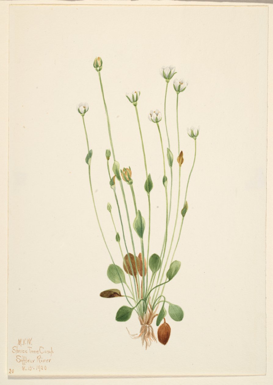 Senecio canus (erba grigia) da Mary Vaux Walcott