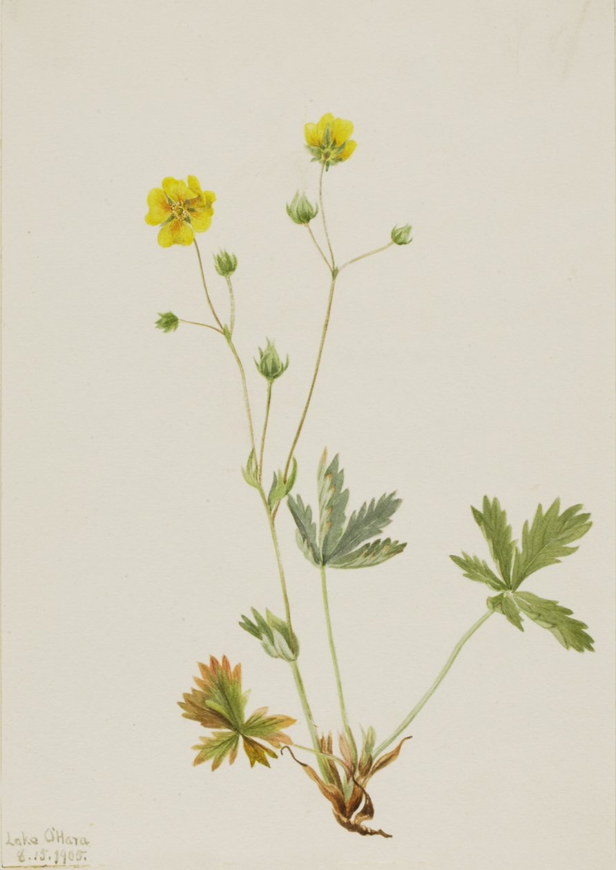 Potentilla glaucophylla (Potentilla glaucophylla) da Mary Vaux Walcott
