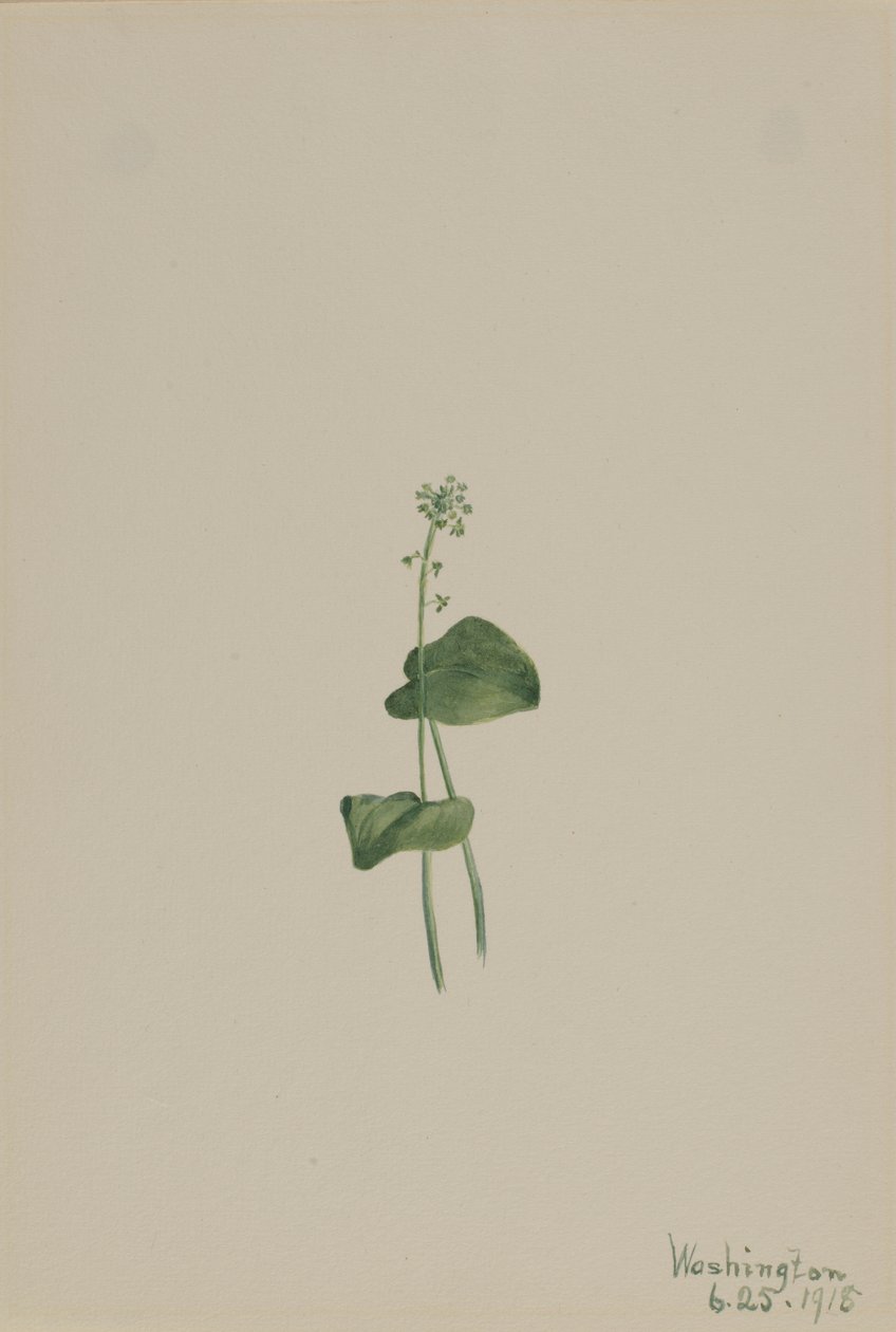 Bocca di vipera verde (Malaxis unifolia) da Mary Vaux Walcott