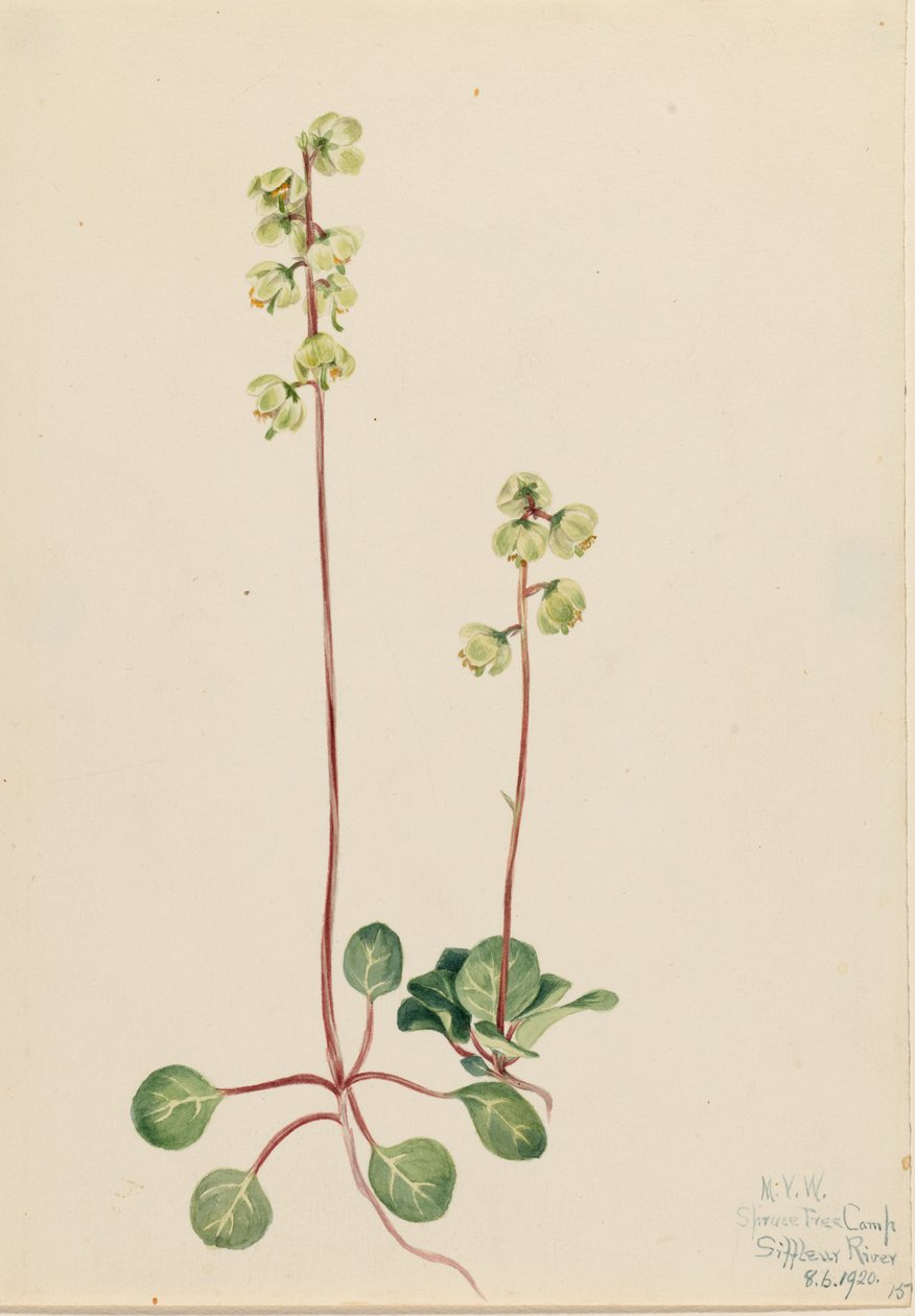 Pirola verde (Pyrola chlorantha) da Mary Vaux Walcott