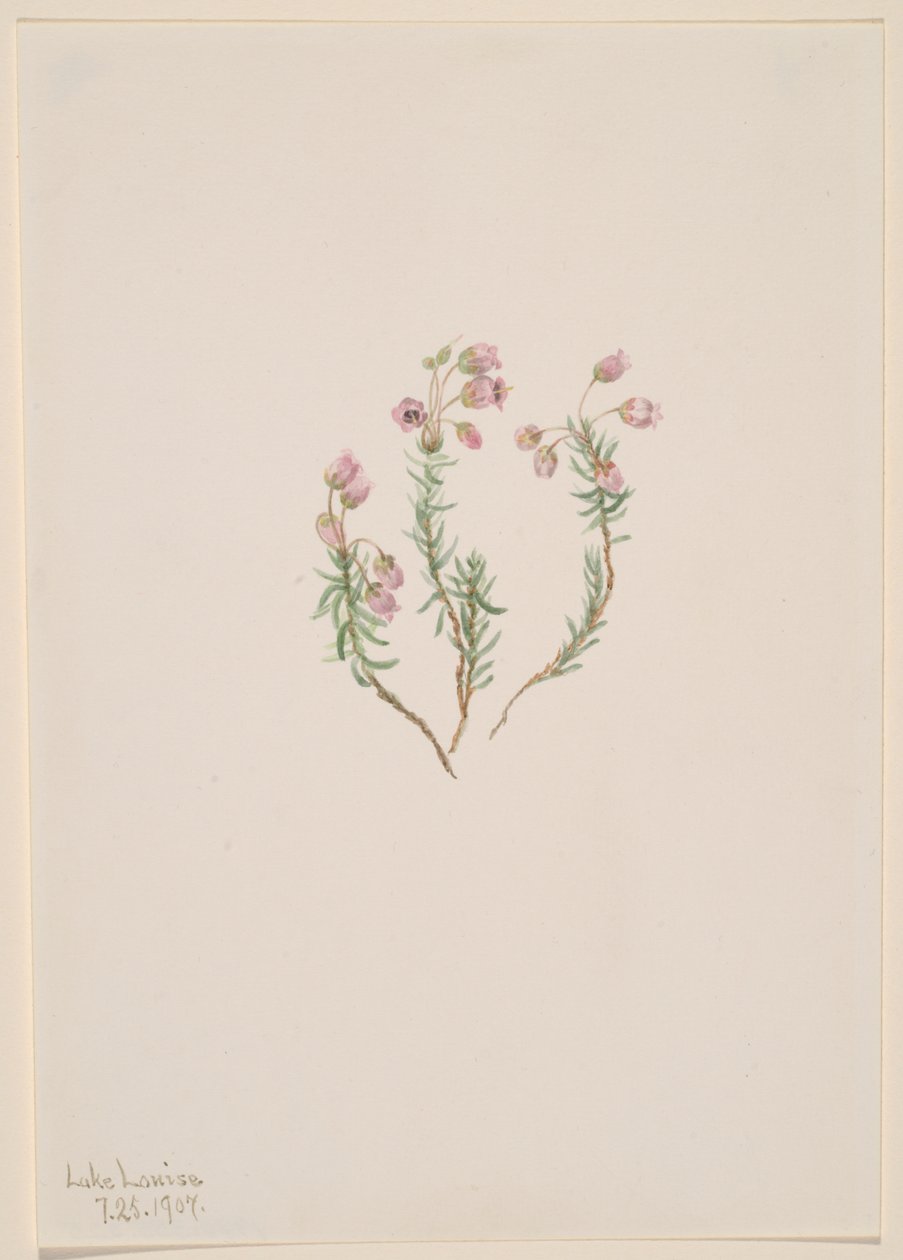 Erica Phyllodoce intermedia, 1907 da Mary Vaux Walcott