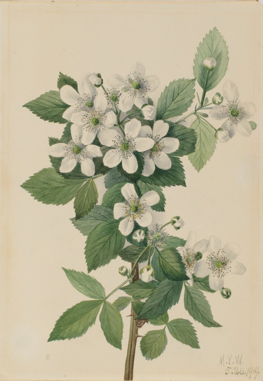 Mirtillo nero (Rubus argutus) da Mary Vaux Walcott