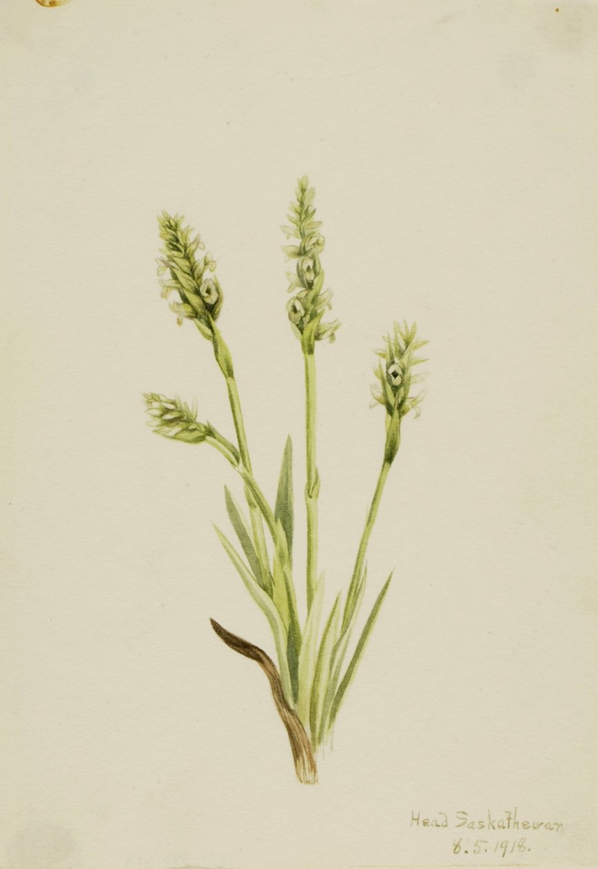 Tasselli da donna con cappuccio (Ibidium strictum) da Mary Vaux Walcott