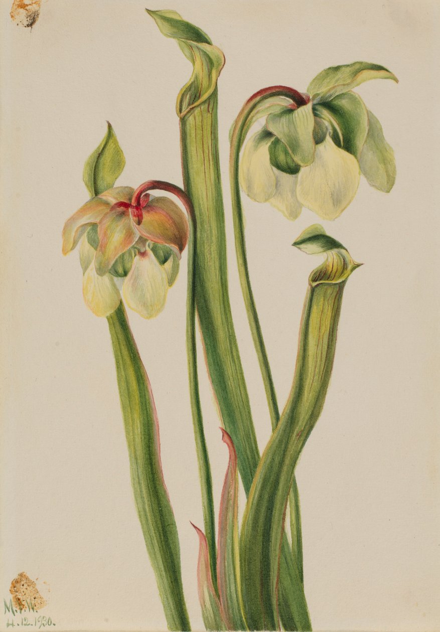 Pianta ibrida (Sarracenia minor) da Mary Vaux Walcott
