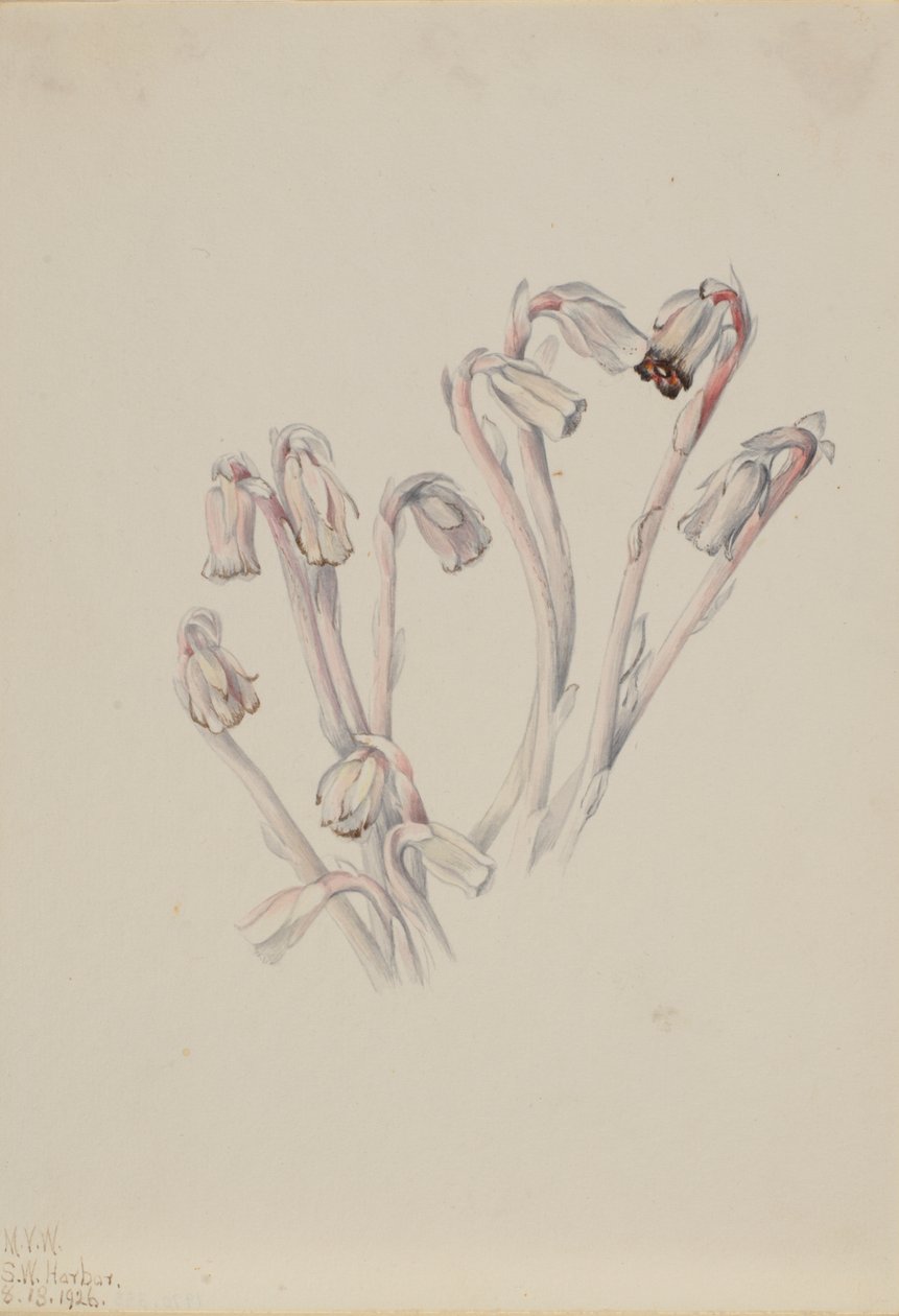 Pipa indiana Monotropa uniflora da Mary Vaux Walcott