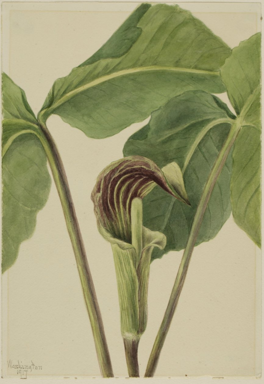 Fante (Arisaema triphyllum) da Mary Vaux Walcott