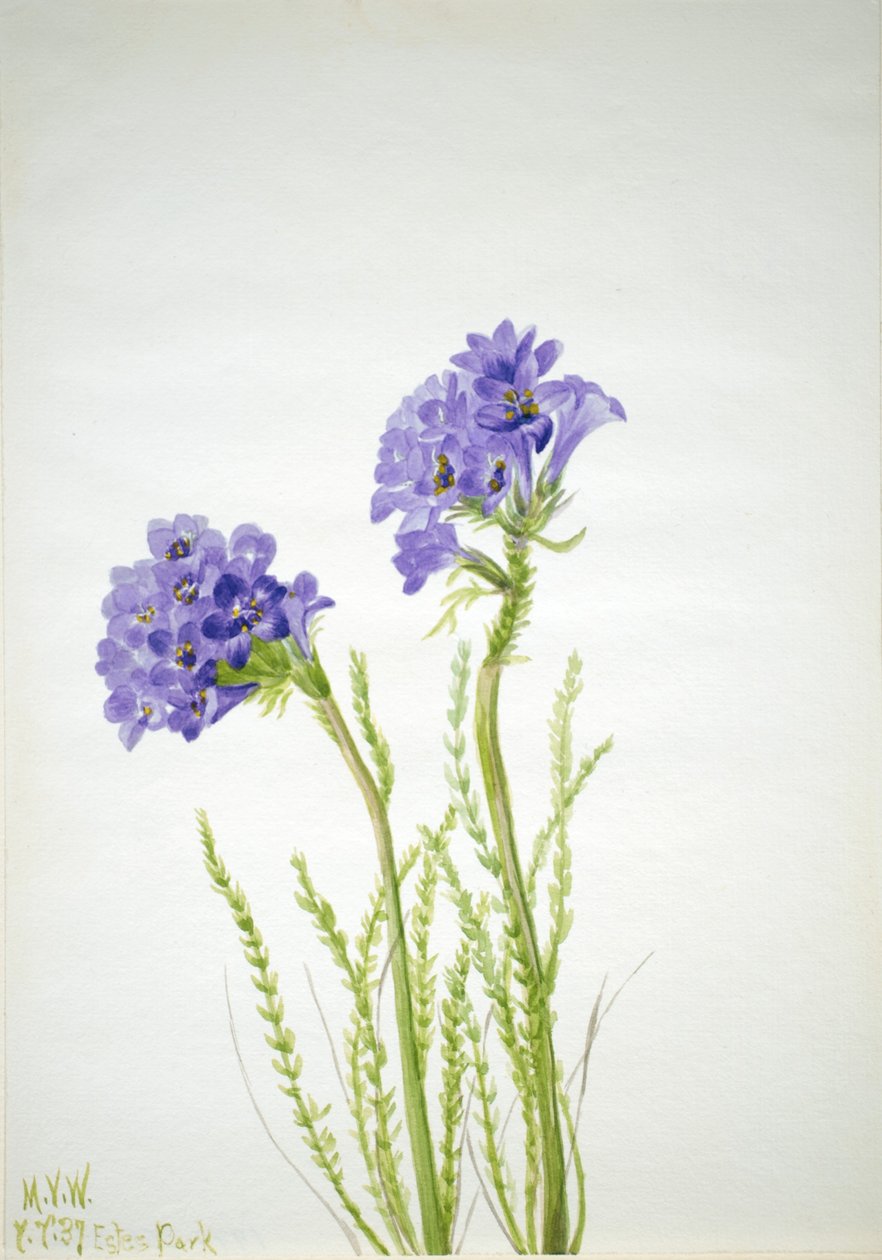 Scala di Giacobbe (Polemonium viscosum) da Mary Vaux Walcott