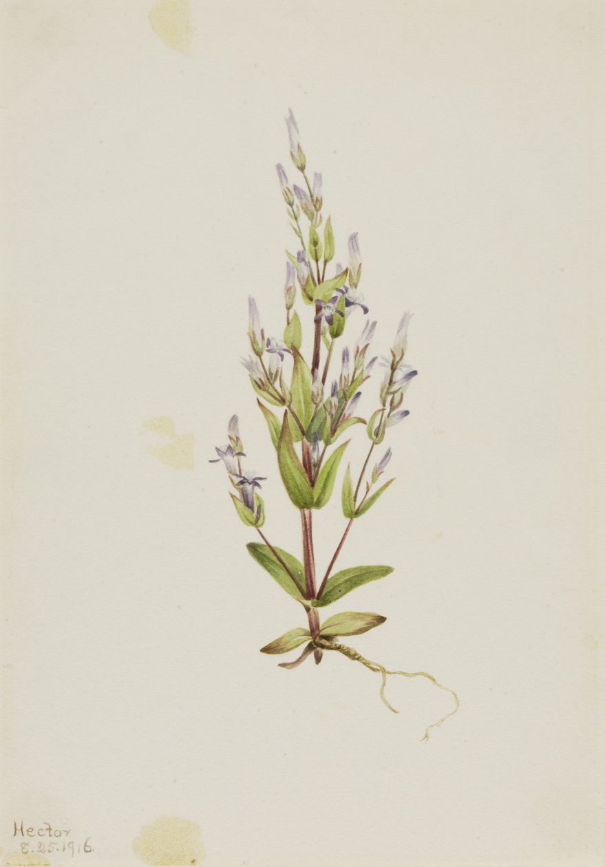 Genziana a scala (Gentiana acuta) da Mary Vaux Walcott