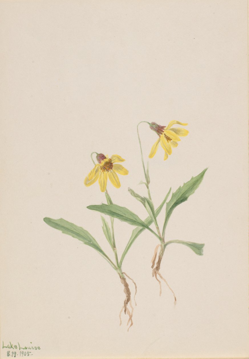 Lake Louise Arnica (Arnica louisiana) da Mary Vaux Walcott