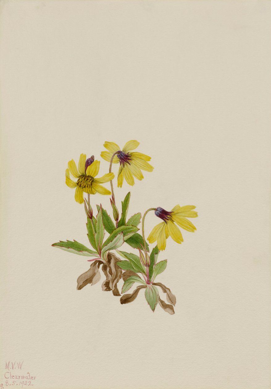 Lago Louise Arnica Arnica louisiana, 1922 da Mary Vaux Walcott