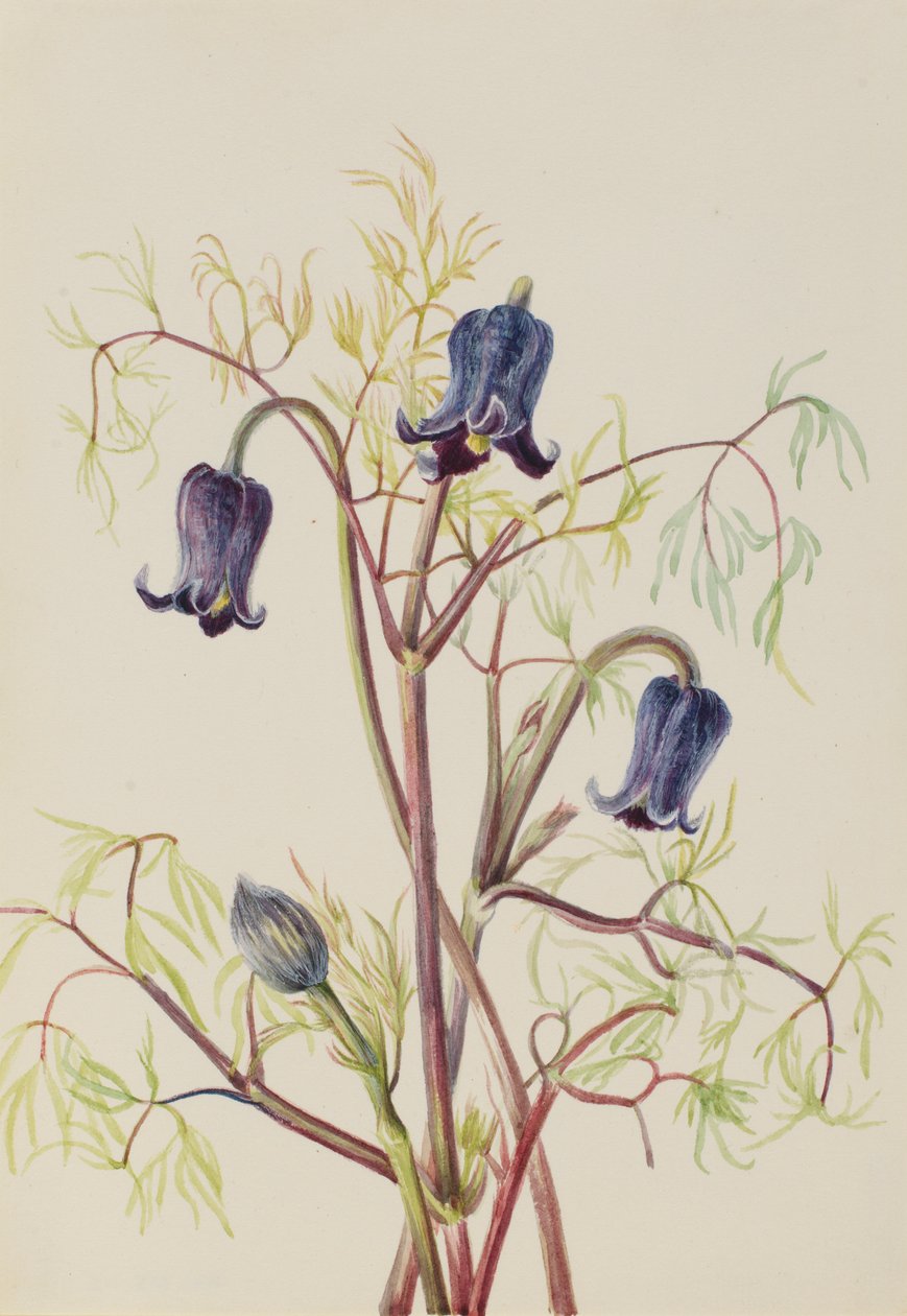 Fiore di cuoio (Clematis hirsutissima) da Mary Vaux Walcott