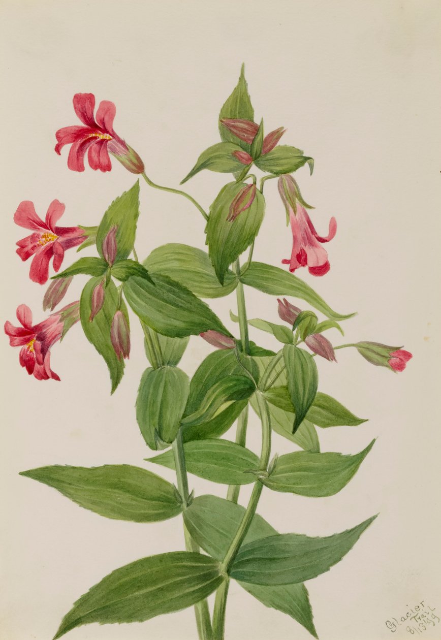 Fiore della scimmia di Lewis (Mimulus lewisii) da Mary Vaux Walcott