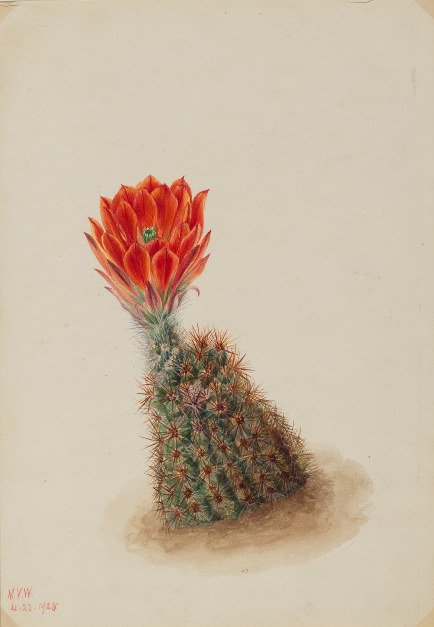 Cactus di fragola di Lloyd Echinocereus lloydii, 1925 da Mary Vaux Walcott