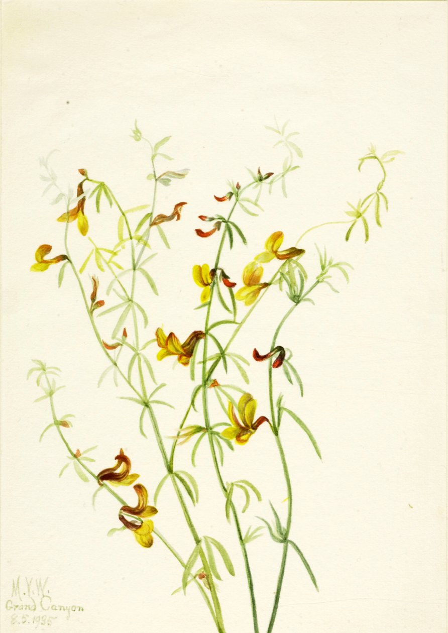 Lotus puberulus, 1935 da Mary Vaux Walcott