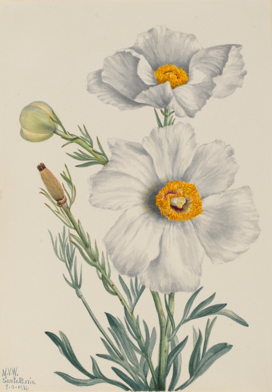 Papavero di Matilija (Romneya coulteri) da Mary Vaux Walcott