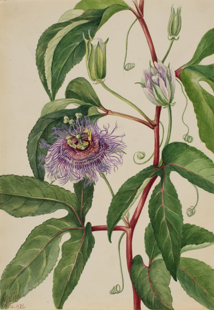 Maypop Passiflora incarnata, 1926 da Mary Vaux Walcott